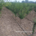 PE Pipe Agricultural Water-saving Irrigation Pipe